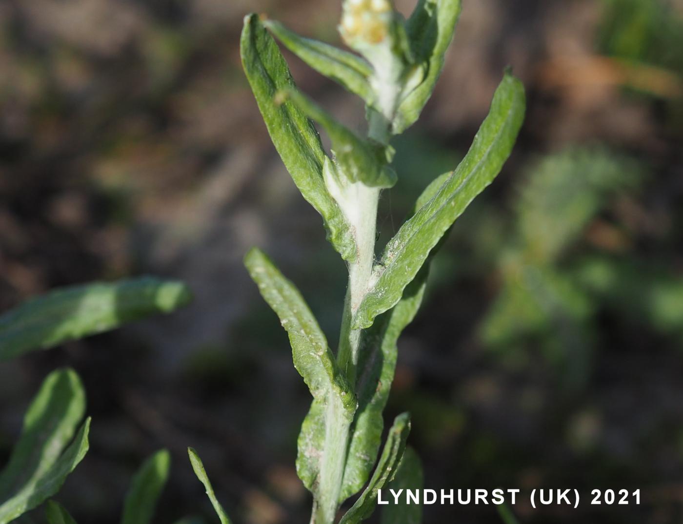 Cudweed, Jersey leaf